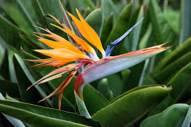 When Does the Bird of Paradise (Strelitzia) Start Blooming?
